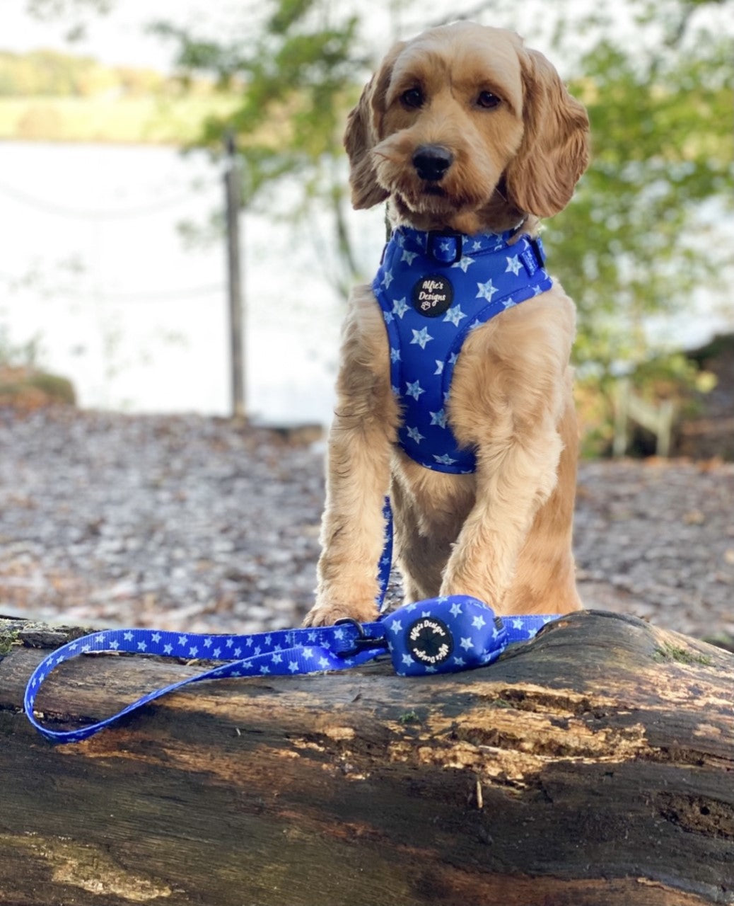 Hidden Stars Pet Harness