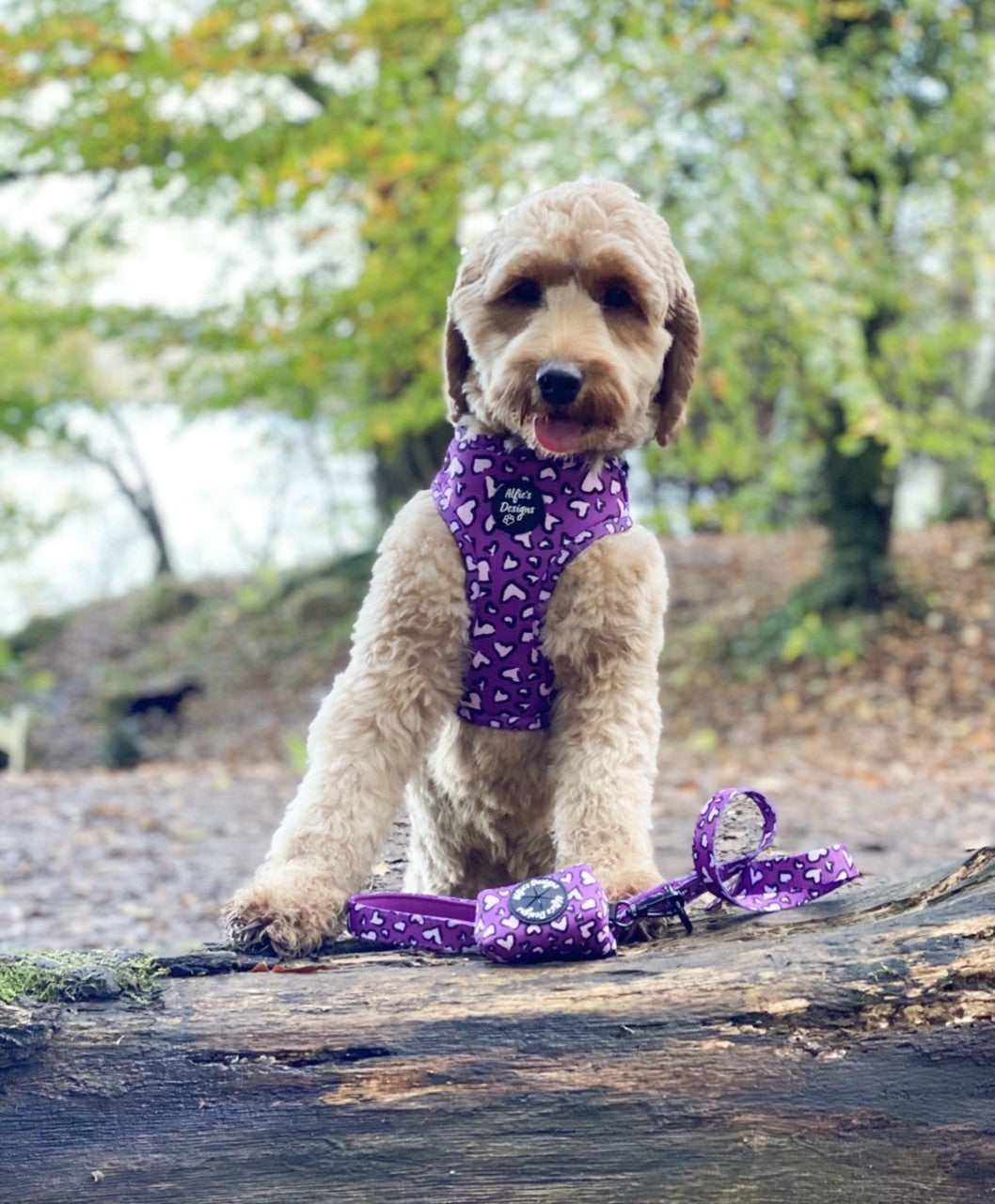 Leopard in Love Pet Harness